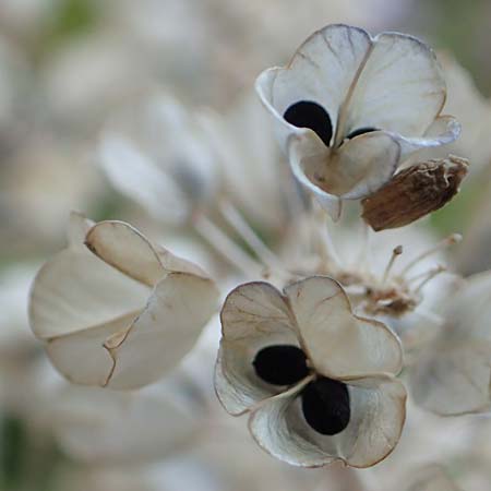 Muscari armeniacum \ Armenische Traubenhyazinthe / Armenian Grape Hyacinth, D Mannheim 31.5.2020