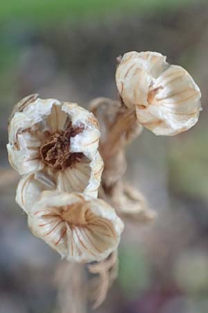 Matricaria discoidea \ Strahllose Kamille / Pineappleweed, D Soest 11.6.2020