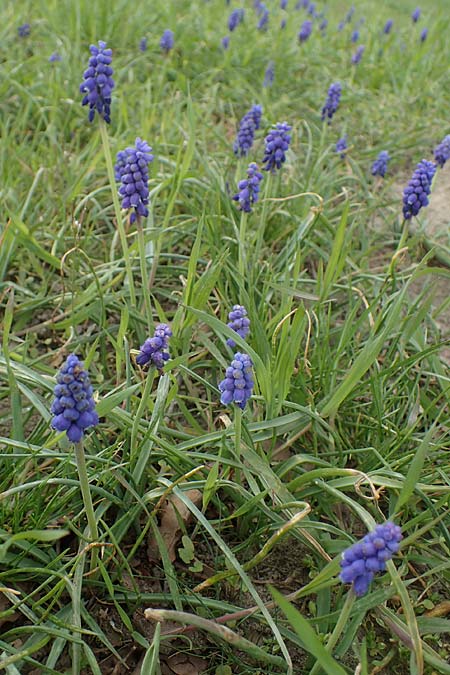 Muscari armeniacum \ Armenische Traubenhyazinthe / Armenian Grape Hyacinth, D Ludwigshafen 7.4.2021