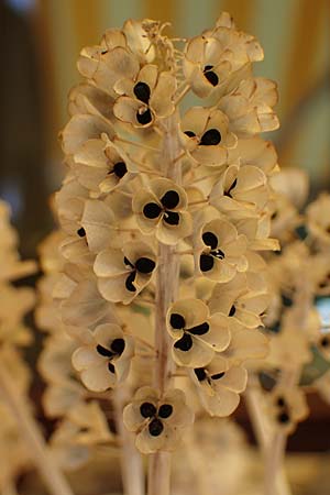 Muscari armeniacum \ Armenische Traubenhyazinthe / Armenian Grape Hyacinth, D Mannheim 20.6.2021