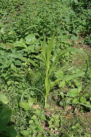 Zea mays \ Mais / Maize, Sweetcorn, D Wald-Michelbach 21.8.2021