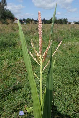 Zea mays \ Mais / Maize, Sweetcorn, D Weisenheim am Sand 26.8.2021
