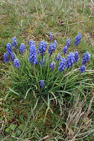 Muscari armeniacum \ Armenische Traubenhyazinthe / Armenian Grape Hyacinth, D Hockenheim 5.4.2022