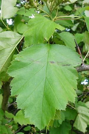 Sorbus latifolia s.l. \ Breitbl�ttrige Mehlbeere / Broad-Leaved European Mountain-Ash, D Bensheim 6.5.2015