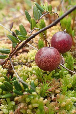 Vaccinium oxycoccos \ Gew�hnliche Moosbeere / Common Cranberry, D Botan. Gar.  Universit.  T&uuml;bingen 3.9.2016