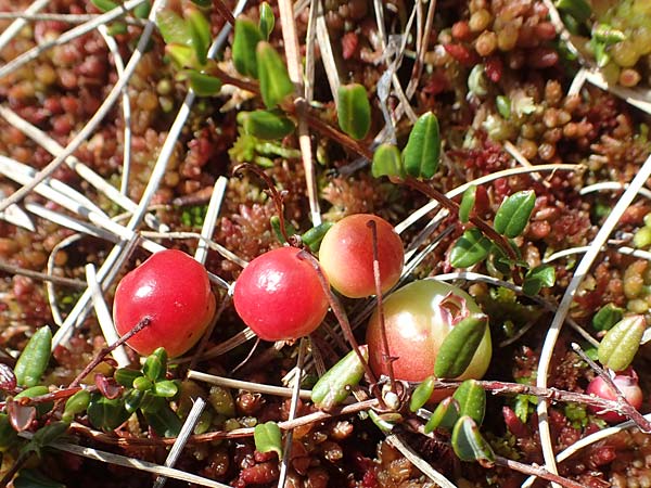 Vaccinium oxycoccos \ Gew�hnliche Moosbeere / Common Cranberry, D Schwarzwald/Black-Forest, Hornisgrinde 31.7.2017
