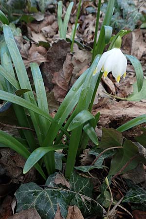Leucojum vernum \ Fr�hlings-Knotenblume, M�rzenbecher, D Ludwigshafen 18.3.2021
