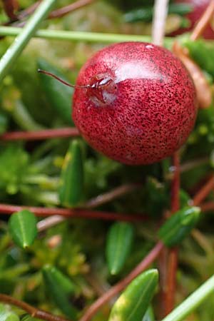 Vaccinium oxycoccos \ Gew�hnliche Moosbeere / Common Cranberry, D Neum&uuml;nster, Dosenmoor 16.9.2021