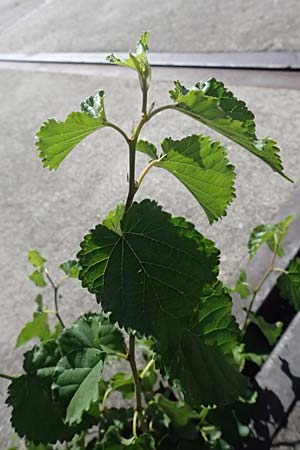 Morus alba, Chinese White Mulberry