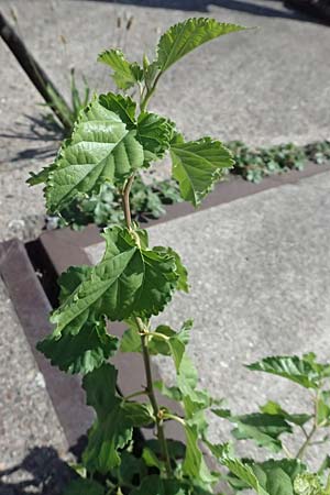 Morus alba \ Wei�er Maulbeerbaum / Chinese White Mulberry, D Mannheim 10.9.2023