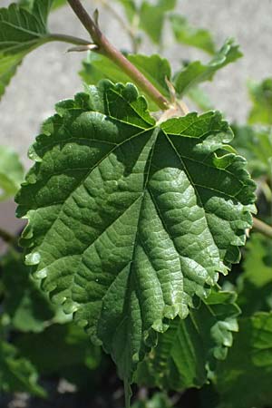 Morus alba \ Wei�er Maulbeerbaum / Chinese White Mulberry, D Mannheim 10.9.2023