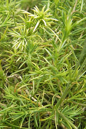 Minuartia capillacea \ Leinbl�tige Miere / Sandwort, D Botan. Gar.  Universit.  Mainz 11.7.2009