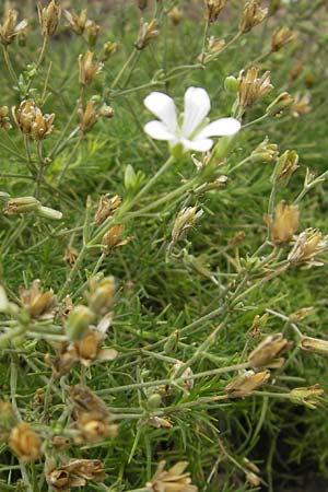 Minuartia capillacea \ Leinbl�tige Miere / Sandwort, D Botan. Gar.  Universit.  Mainz 11.7.2009