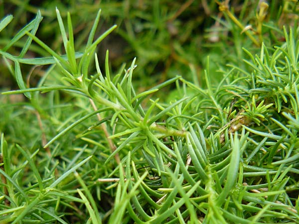 Minuartia capillacea \ Leinbl�tige Miere / Sandwort, D Botan. Gar.  Universit.  Mainz 13.9.2008