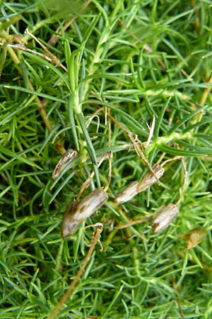 Minuartia capillacea \ Leinbl�tige Miere / Sandwort, D Botan. Gar.  Universit.  Mainz 13.9.2008