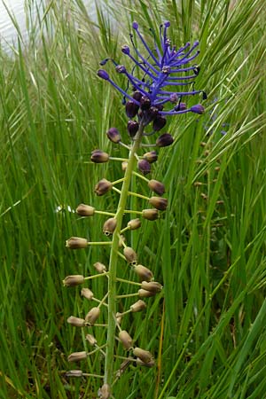 Muscari comosum \ Schopfige Traubenhyazinthe / Tassel Hyacinth, D Mannheim 4.5.2024