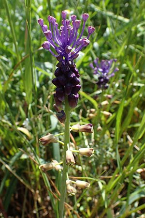 Muscari comosum \ Schopfige Traubenhyazinthe / Tassel Hyacinth, D Mannheim 13.5.2021