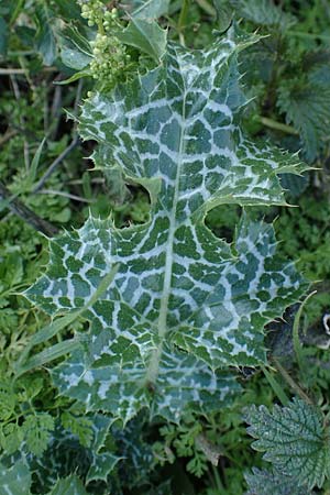 Silybum marianum / Milk Thistle, D Mannheim,  Friesenheimer Insel 4.3.2022