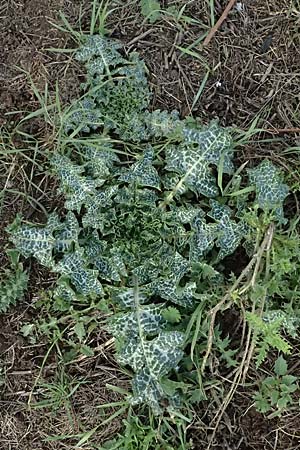 Silybum marianum / Milk Thistle, D Mannheim,  Friesenheimer Insel 3.11.2025