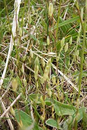 Moenchia erecta \ Aufrechte Wei�miere / Upright Chickweed, D Herborn 16.5.2015