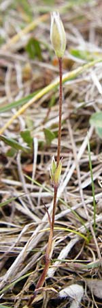 Moenchia erecta \ Aufrechte Wei�miere / Upright Chickweed, D Herborn 16.5.2015