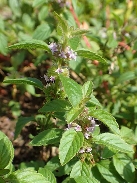 Mentha arvensis x pulegium ? \ Minzen-Hybride / Hybrid Mint, D Mannheim 20.9.2015