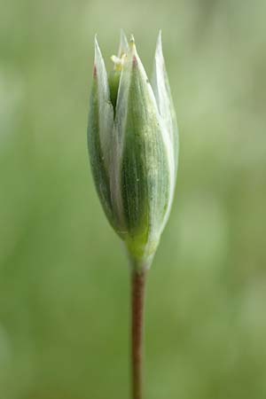 Moenchia erecta \ Aufrechte Wei�miere / Upright Chickweed, D Herborn 25.4.2019