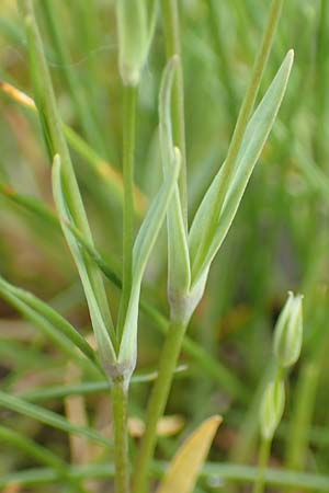 Moenchia erecta \ Aufrechte Wei�miere / Upright Chickweed, D Herborn 25.4.2019