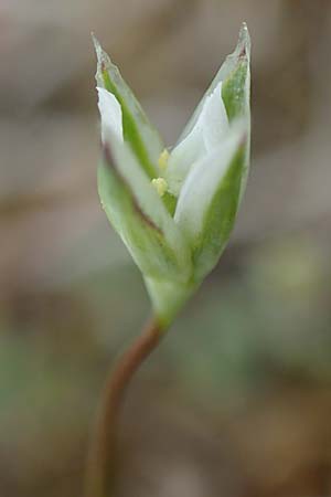 Moenchia erecta \ Aufrechte Wei�miere / Upright Chickweed, D Herborn 25.4.2019
