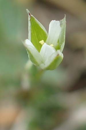 Moenchia erecta \ Aufrechte Wei�miere / Upright Chickweed, D Herborn 25.4.2019