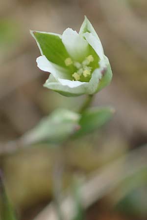 Moenchia erecta \ Aufrechte Wei�miere / Upright Chickweed, D Herborn 25.4.2019