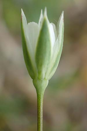 Moenchia erecta \ Aufrechte Wei�miere / Upright Chickweed, D Herborn 25.4.2019