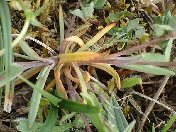 Moenchia erecta \ Aufrechte Wei�miere / Upright Chickweed, D Herborn 25.4.2019