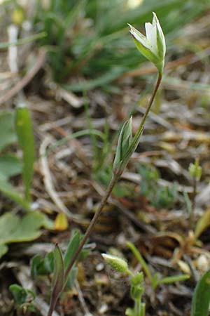 Moenchia erecta \ Aufrechte Wei�miere / Upright Chickweed, D Herborn 25.4.2019