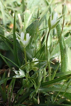 Moenchia erecta \ Aufrechte Wei�miere / Upright Chickweed, D Herborn 25.4.2019