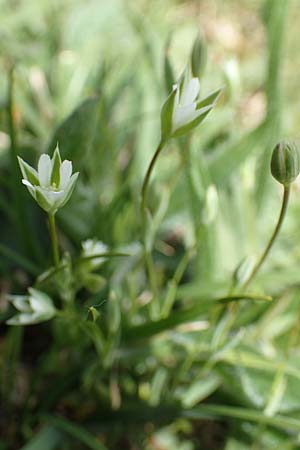 Moenchia erecta \ Aufrechte Wei�miere / Upright Chickweed, D Herborn 25.4.2019