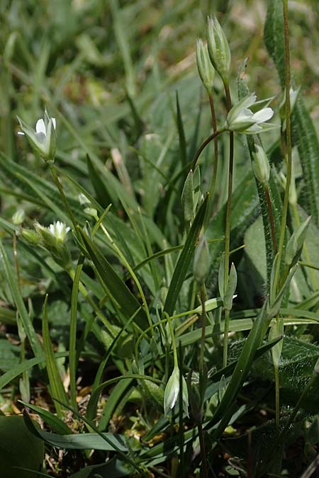 Moenchia erecta \ Aufrechte Wei�miere / Upright Chickweed, D Herborn 25.4.2019