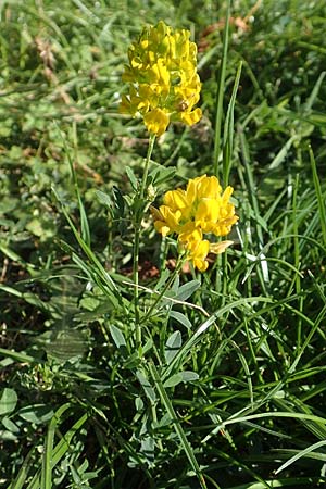 Medicago x varia \ Bastard-Luzerne, D Sachsen-Anhalt, Havelberg 18.9.2020