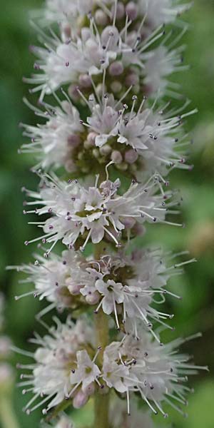 Mentha x villosonervata \ Gez�hnte Minze / Toothed Mint, D Mannheim 21.9.2023