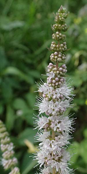 Mentha x villosonervata \ Gez�hnte Minze / Toothed Mint, D Mannheim 21.9.2023