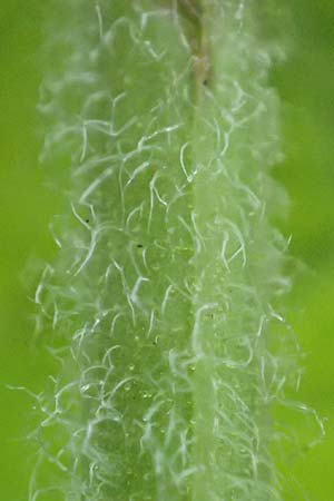 Mentha x villosonervata \ Gez�hnte Minze / Toothed Mint, D Mannheim 21.9.2023