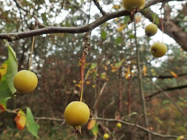 Malus floribunda \ Japanischer Zierapfel, Vielbl�tiger Zierapfel / Japanese Flowering Crab Apple, D Bickenbach 27.10.2018