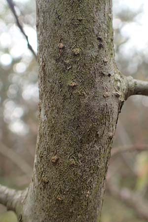 Malus floribunda \ Japanischer Zierapfel, Vielbl�tiger Zierapfel / Japanese Flowering Crab Apple, D Bickenbach 27.10.2018