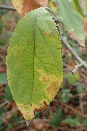 Malus floribunda \ Japanischer Zierapfel, Vielbl�tiger Zierapfel / Japanese Flowering Crab Apple, D Bickenbach 27.10.2018