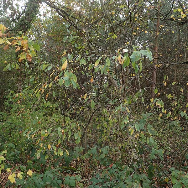 Malus floribunda \ Japanischer Zierapfel, Vielbl�tiger Zierapfel / Japanese Flowering Crab Apple, D Bickenbach 27.10.2018