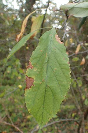 Malus floribunda \ Japanischer Zierapfel, Vielbl�tiger Zierapfel / Japanese Flowering Crab Apple, D Bickenbach 27.10.2018