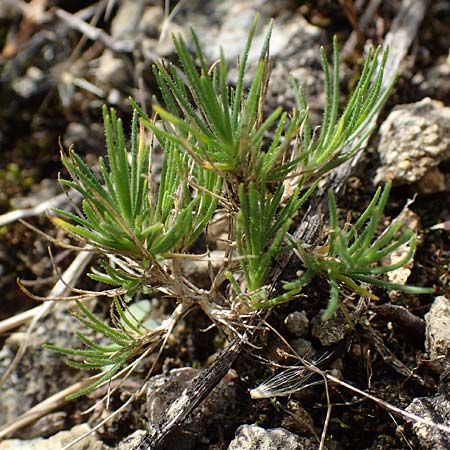 Minuartia fastigiata \ B�schel-Miere, D Herxheim am Berg 2.9.2011