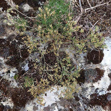 Minuartia fastigiata \ B�schel-Miere, D Herxheim am Berg 2.9.2011