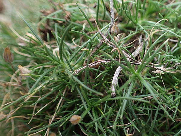 Minuartia fastigiata \ B�schel-Miere, D Herxheim am Berg 2.9.2011