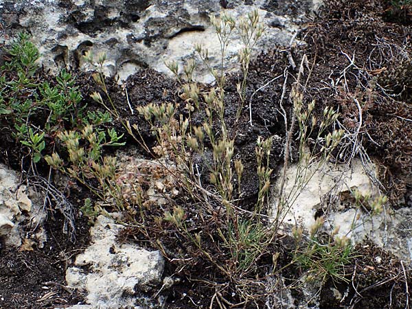 Minuartia fastigiata \ B�schel-Miere, D Herxheim am Berg 2.9.2011